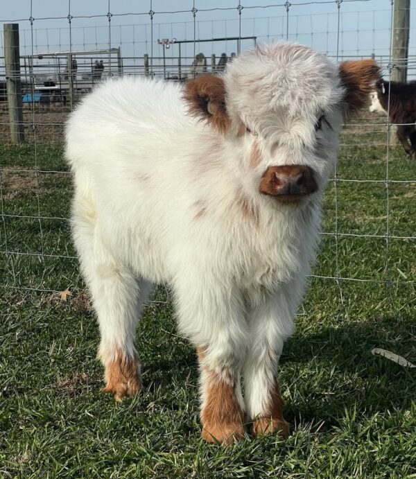 mini cows for sale