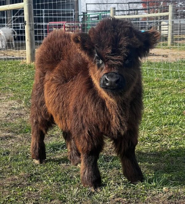 mini cows for sale