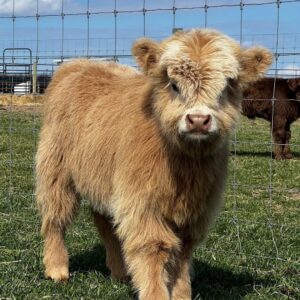 mini cows for sale