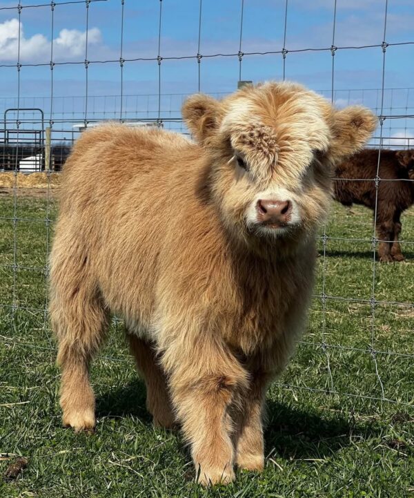 mini cows for sale