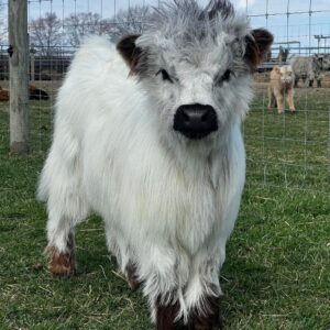 mini cows for sale