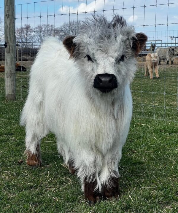 mini cows for sale